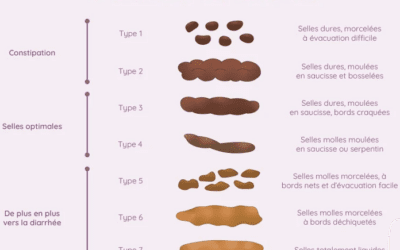 Comprendre l’échelle de Bristol : Un guide pour votre santé digestive