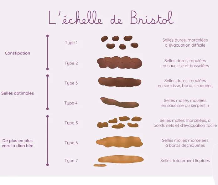 Comprendre l’échelle de Bristol : Un guide pour votre santé digestive